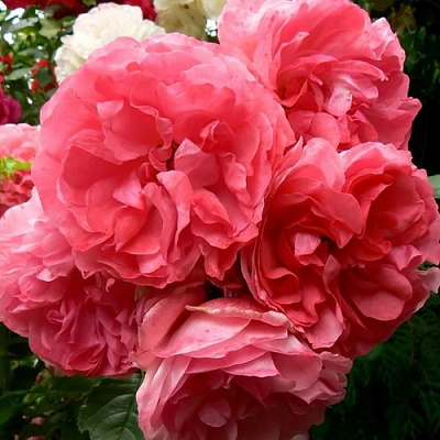 саженцы розы РОЗАРИУМ ЮТЕРСОН