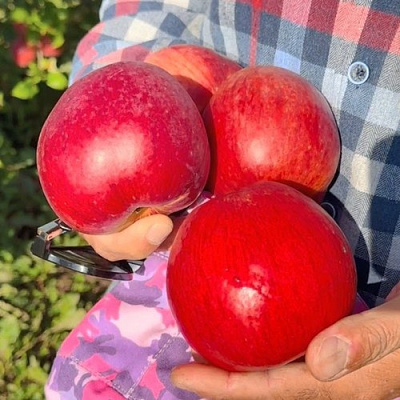 Яблоня ПАМЯТЬ СЮБАРОВОЙ в Полоцке