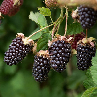 Ежемалина БОЙСЕНБЕРРИ в Полоцке