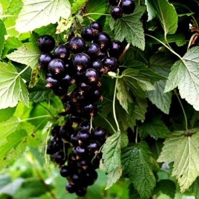 Смородина чёрная БЕЛОРУССКАЯ СЛАДКАЯ в Полоцке