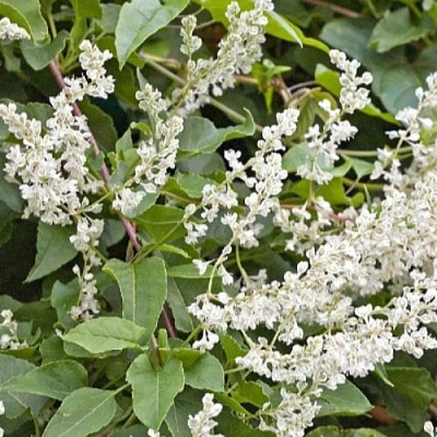 Фаллопия АУБЕРТА в Полоцке