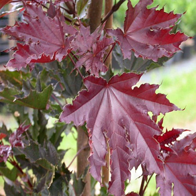 Клен КРИМСОН СЕНТРИ остролистный в Полоцке