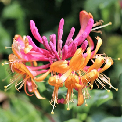 Жимолость ГЕКРОТА в Полоцке