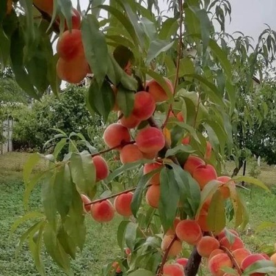 Персик ВУЛКАН в Полоцке