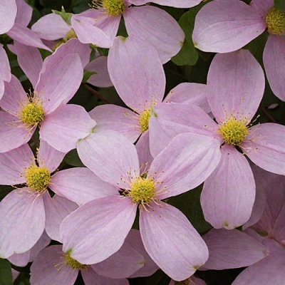 Клематис ГОРНЫЙ в Полоцке