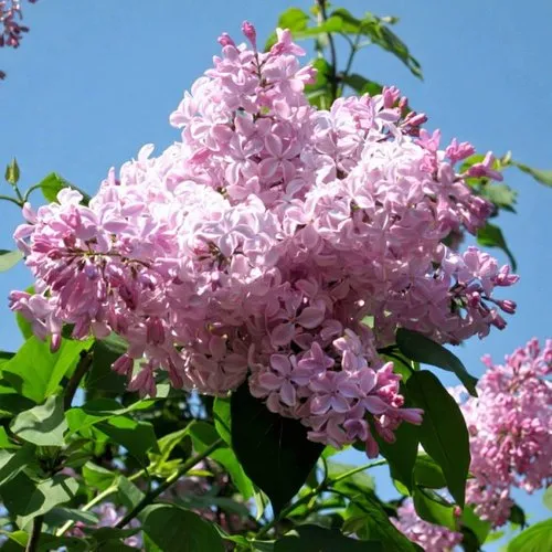 Сирень БУФФОН в Полоцке