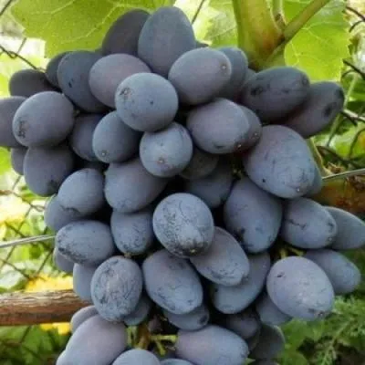 Черный виноград в Полоцке