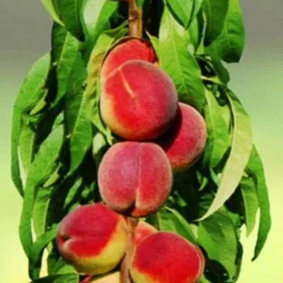 Персик колоновидный в Полоцке