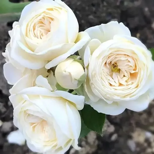 Роза АРТЕМИС шраб в Полоцке
