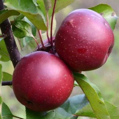 Яблоня красномясая в Полоцке